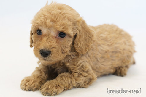 成約済の神奈川県のトイプードル-353064の2枚目